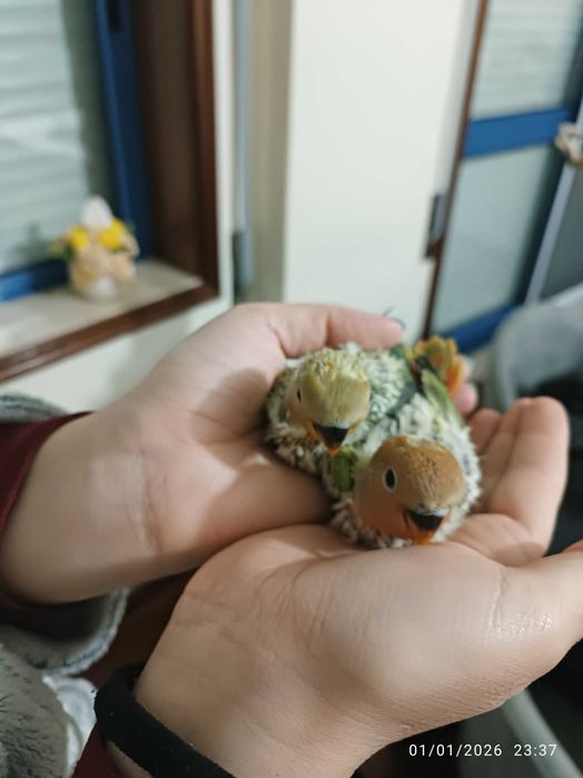 Agapórnis Roseicollis para levantarem voo