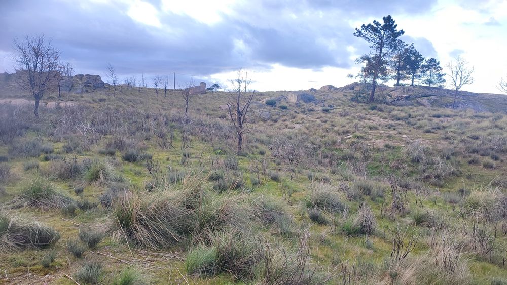 Terreno em Alvendre, Guarda