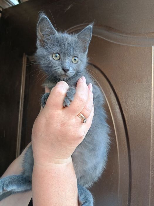 Віддам котеня в хороші руки