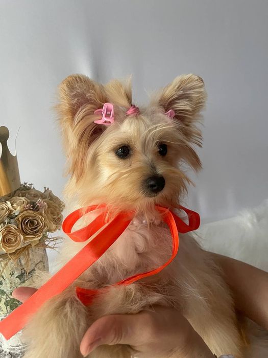 Всього 3 Чарівні Помапу