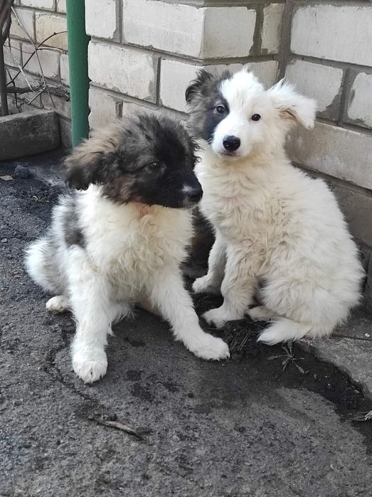 Стёпа в поисках своего человека