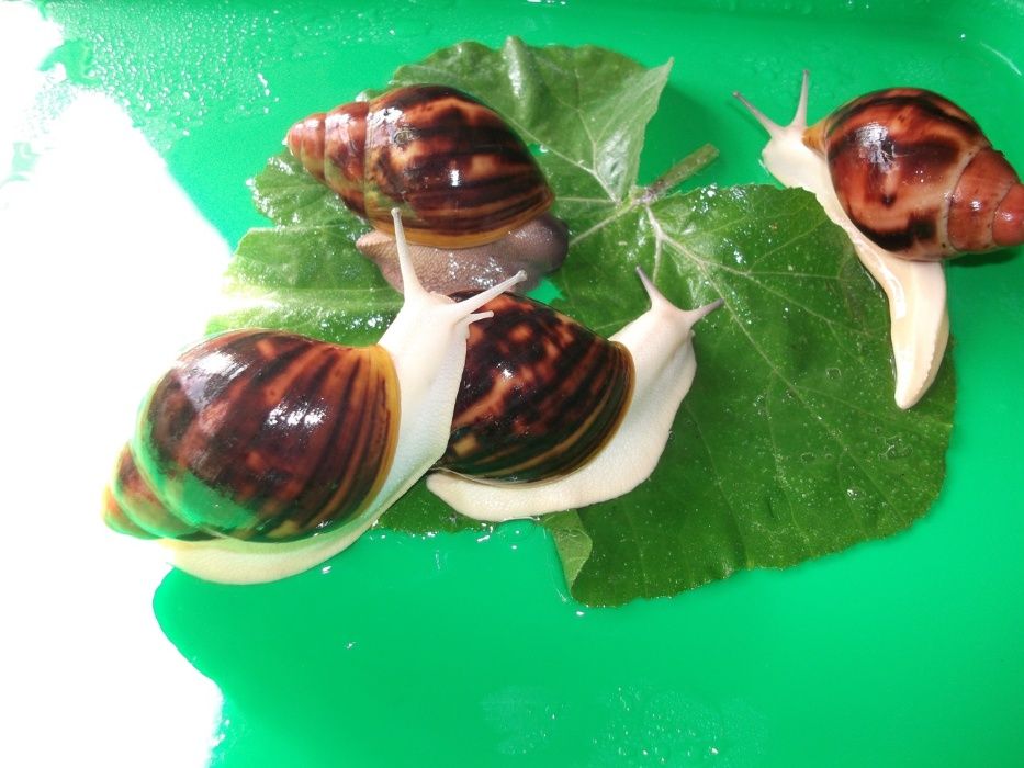 АкроСутики Улитки сухопутные от 100