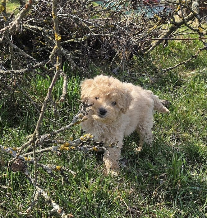 Bichpoo f1 maltipoo Dostępny