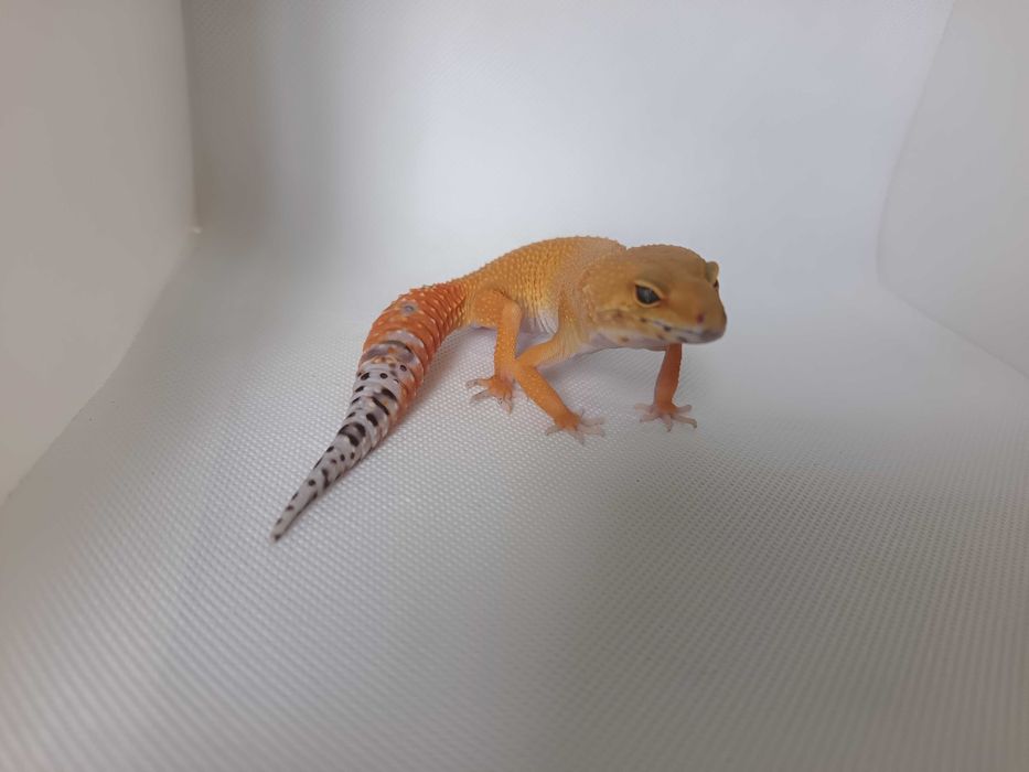 Gekon Lamparci nr ref. EM0522 Super Hypo Tangerine carrot tail