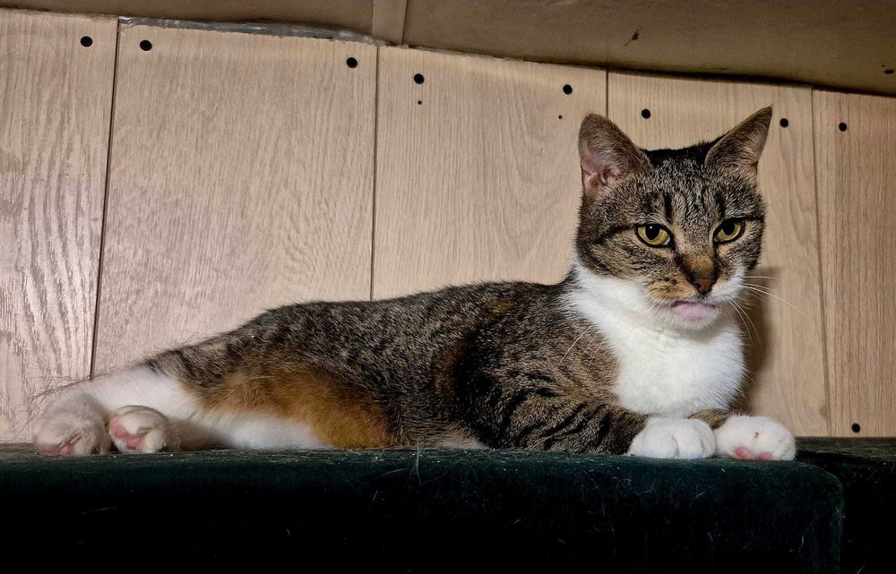 Ines - spokojna, delikatna koteczka