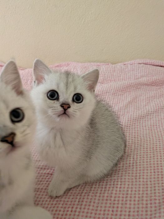 Scottish Straight fêmea