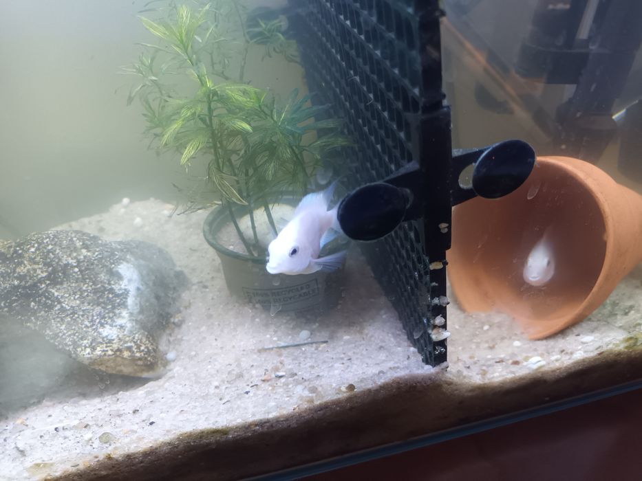 Peixe  polar anão bebe