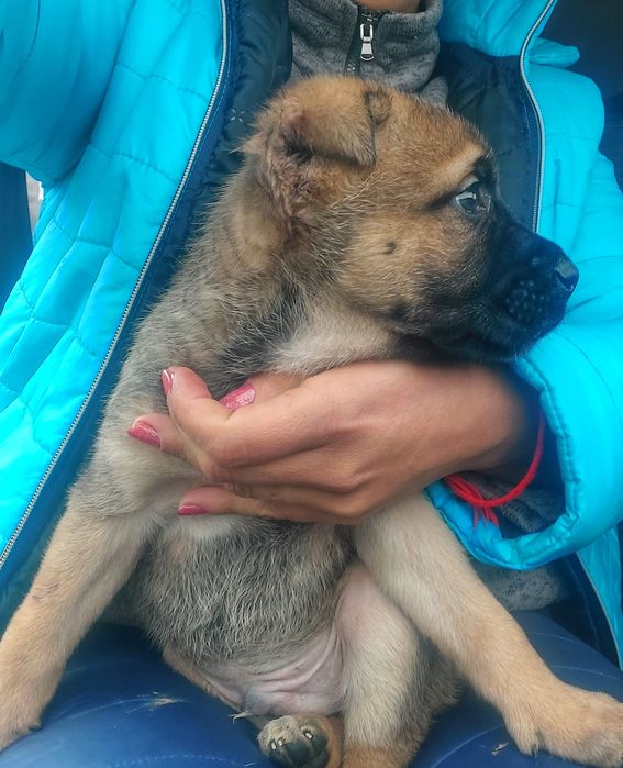 Купированый мальчик кане корсо 1,5 мес