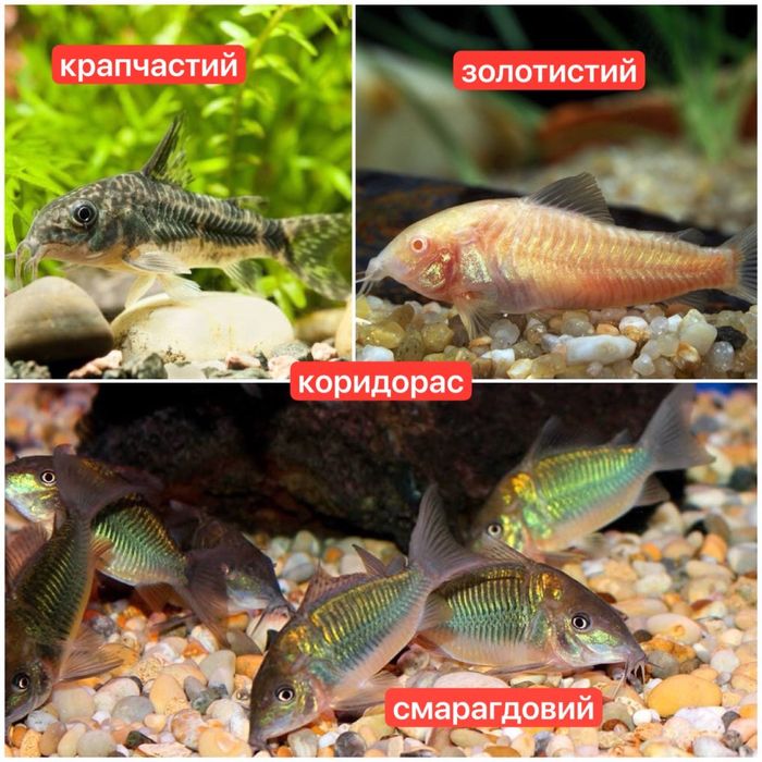 Акваріумні рибки,креветки,рослини.Аквариумные рыбки,креветки,растения