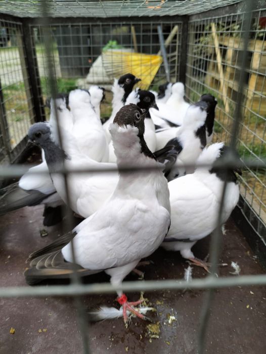 Gołębie - zakonniki