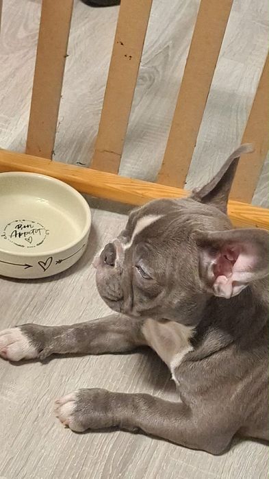 Buldog Francuski „BAJKA”