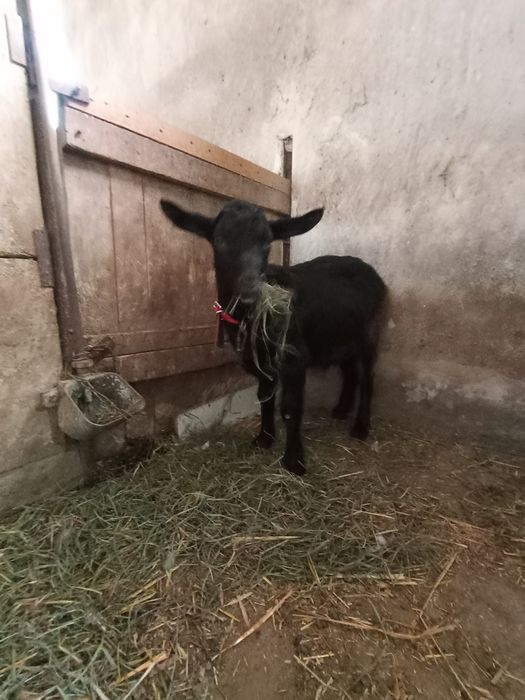 Krycie koziołkiem młodym wieku 6 miesięcy bezrożny