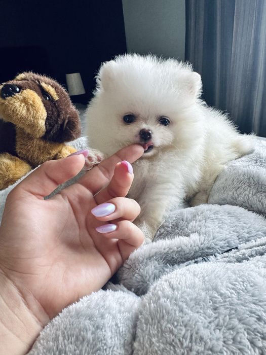**Nero**Szpic miniaturowy, pomeranian, piesek
