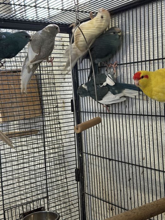 Varios kakarikis disponiveis