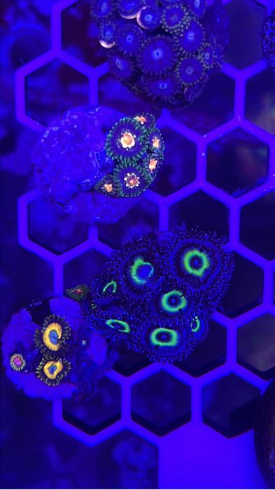Frags corais 15€ a maior parte deles - Para aquário de água salgada
