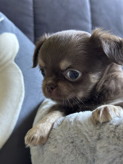 czekoladowy chłopiec Chihuahua