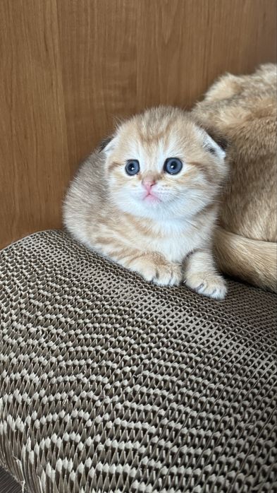 Шотландские котолапки