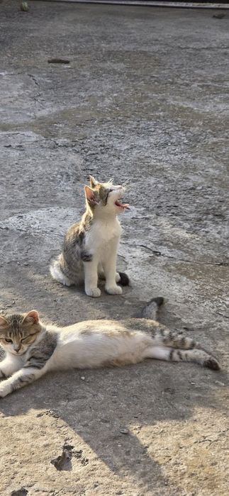 Отдам котят в добрые руки!