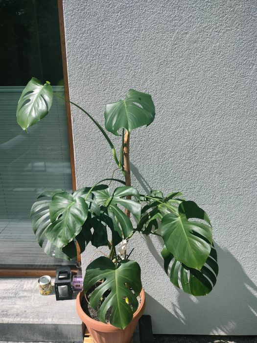 Dracena roślina doniczkowa