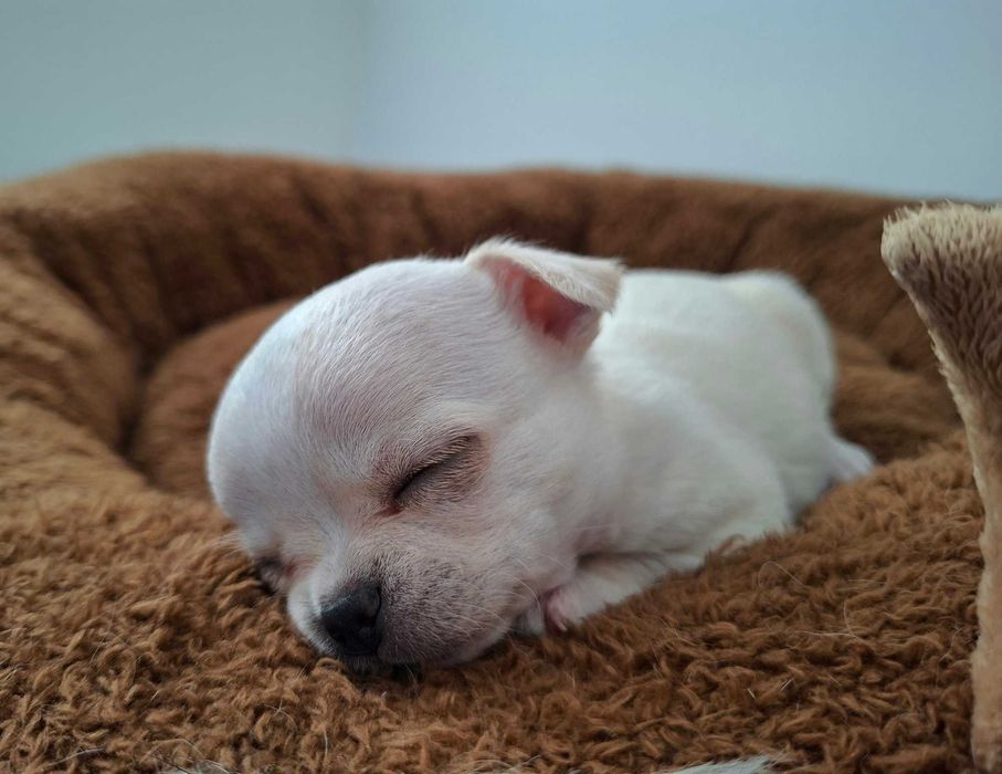 Chihuahua sunia kremowa krótkowłosa, FCI ZKWP