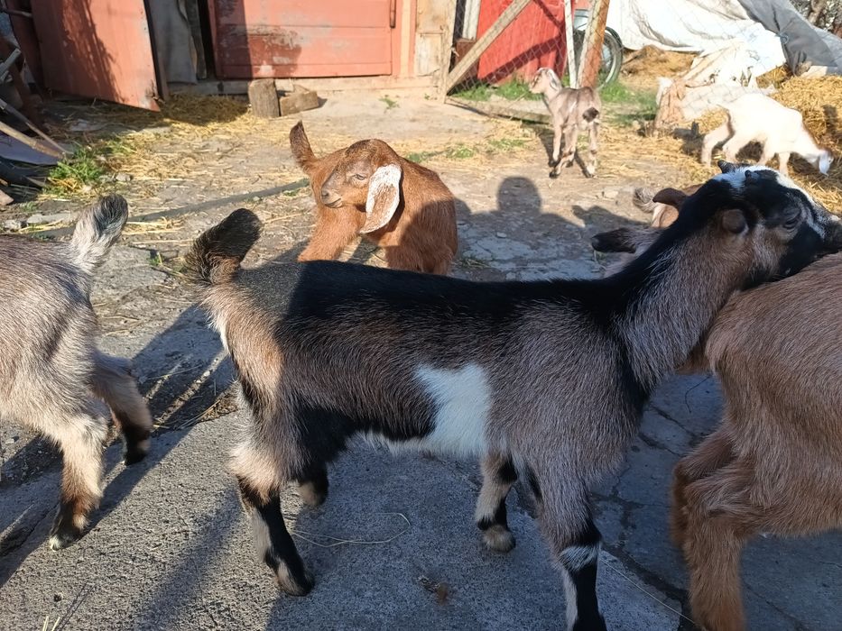 Продам козликів, козочка англо-нубійців