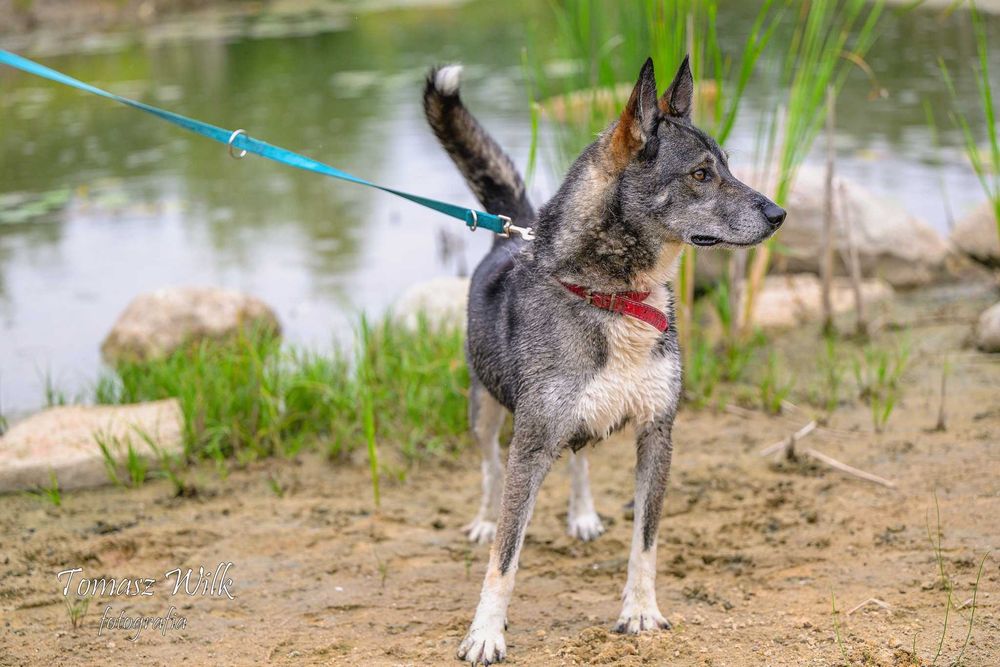 "o wilku mowa, a wilk tu". Radosny, zawsze chętny na spacery Kajtek poleca się do adopcji