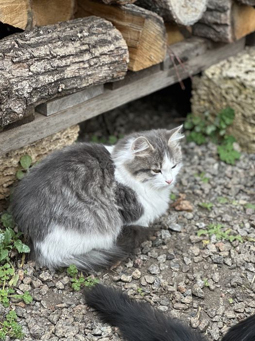 Котик, кіт, кошенята