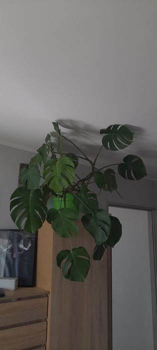 Monstera deliciosa XL szuka nowego domu