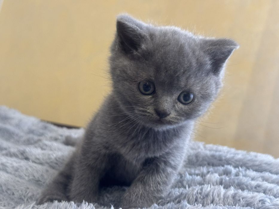 Британські прямовухі кошенята