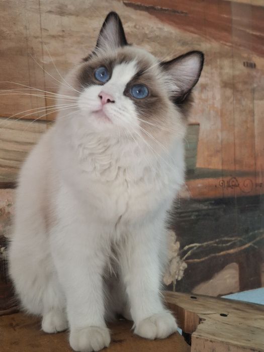 Koteczka seal bi color Fpl