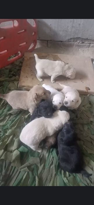 Цуценята віддам у добрі руки