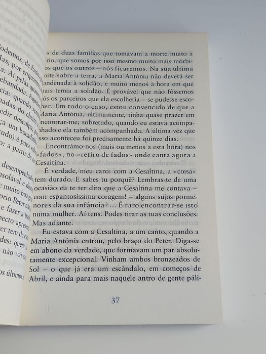 Gaivotas em terra