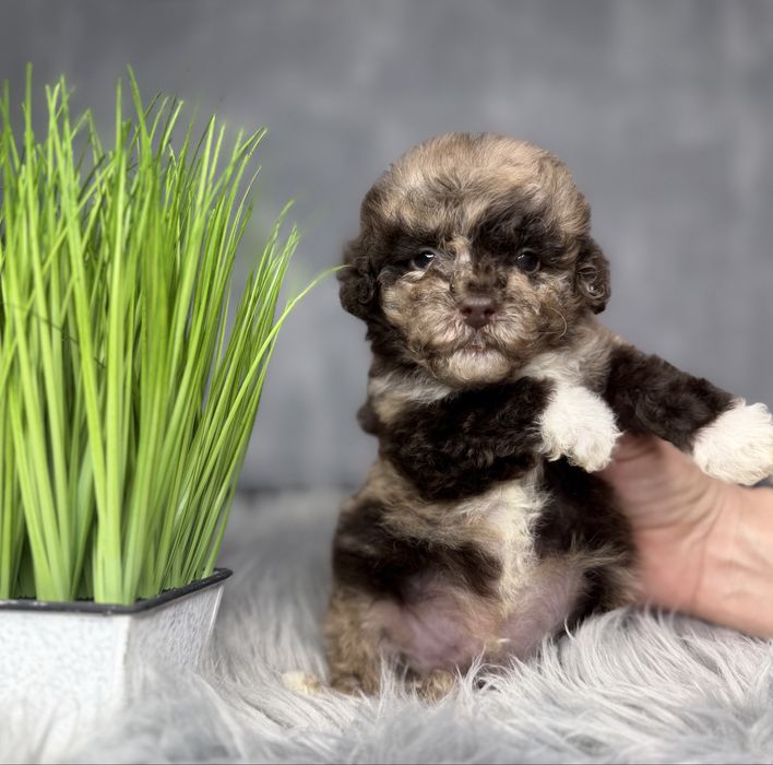 Той пудель шоколадный мрамор