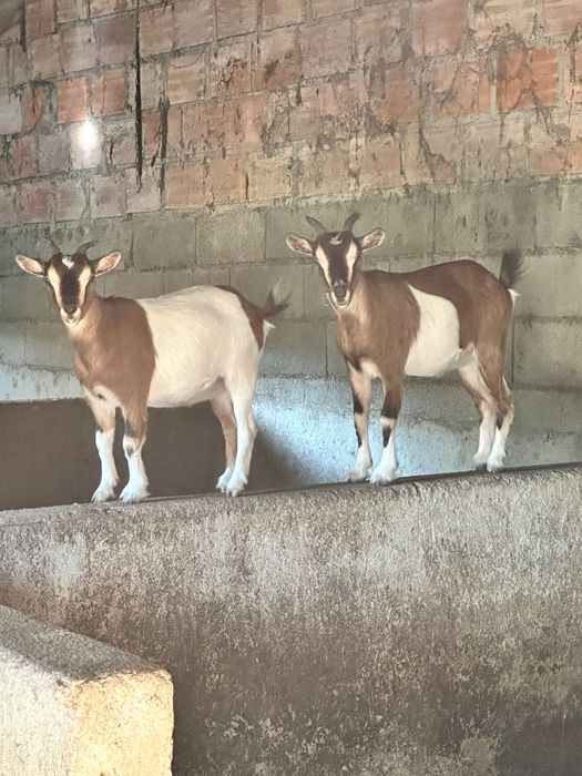Vende-se duas cabras anãs com 1,5 anos