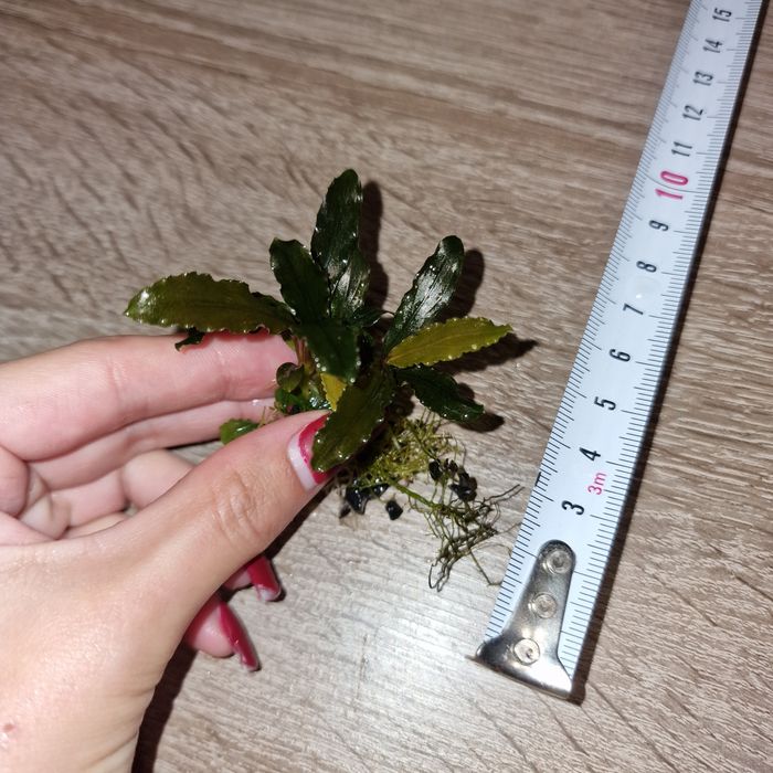 Wysyłam! Bucephalandra Wavy Green Sadzonka 1 sztuka