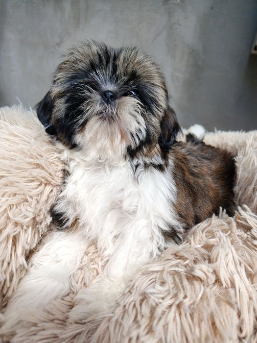 Piękna sunia Shih Tzu z rodowodem