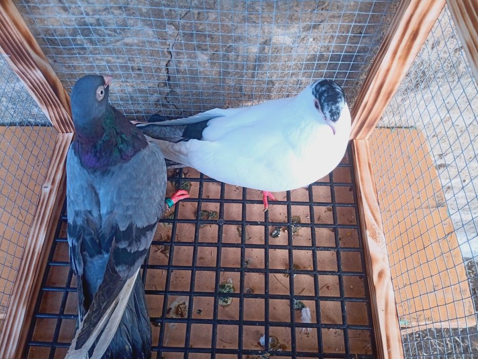 Para gołębi zamojskich