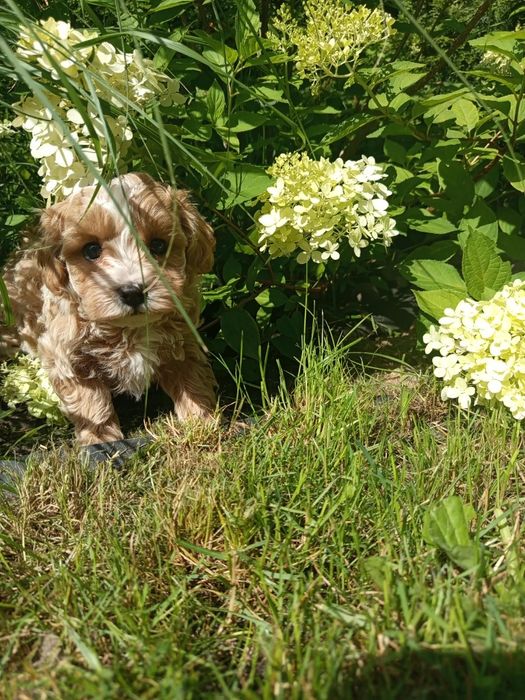 Maltipoo f1 przepiękny chłopiec
