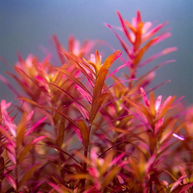 Rotala “Blood Red” (Rotala rotundifolia) – Vermelho Intenso