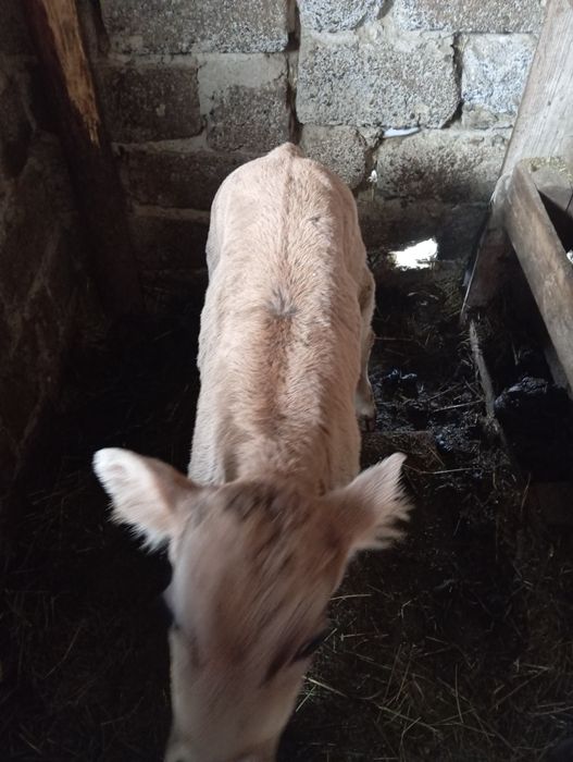 Продам бичка 3 тижні