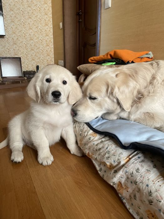 Золотистый ретривер вязка