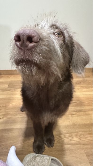 Dou cadela de 8 meses a familia responsavel