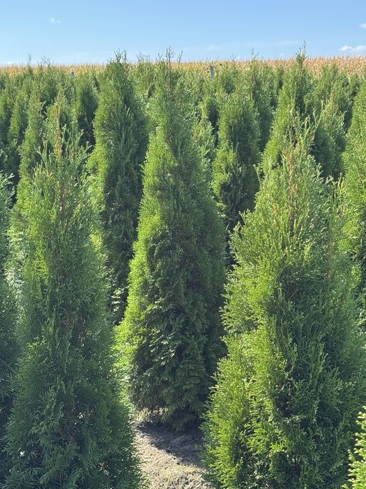 Gęsta Tuja Szmaragd 160-170cm Dostawa Producent Sadzenie