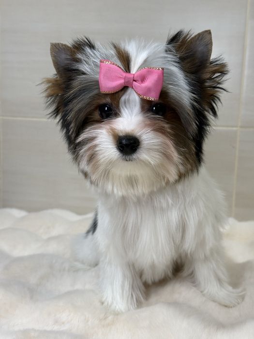 Дуже красива дівчинка бівер з документами КСУ