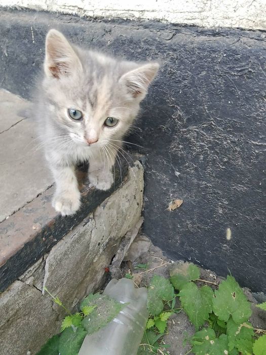 Кошенята безкоштовно