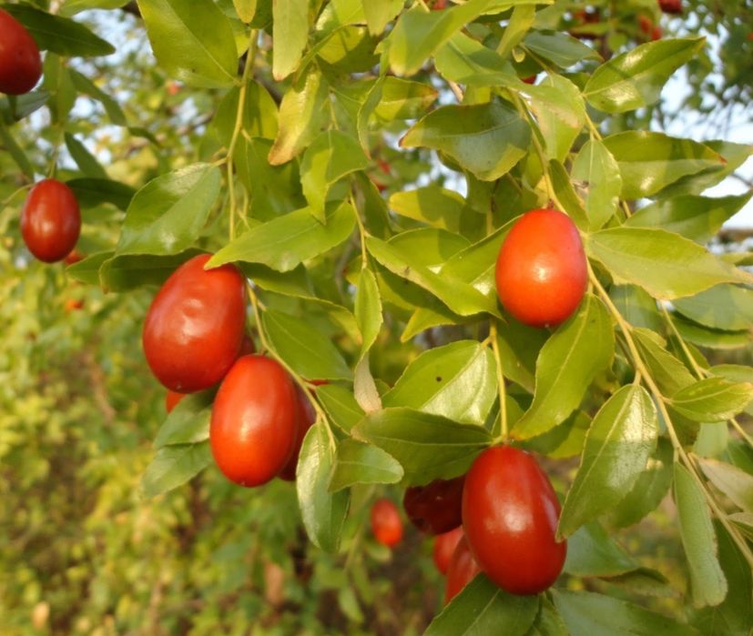 Унаби,Зизифус,Китайский финик