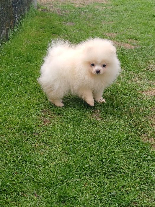 *Pomeranian Piesek CARLO Aktualny*
