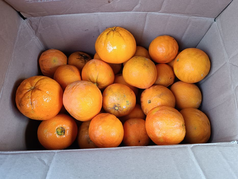 Vendo Laranja biológica