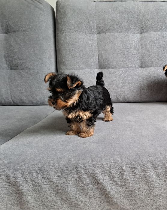 York  Yorkshire terrier  piesek  mały
