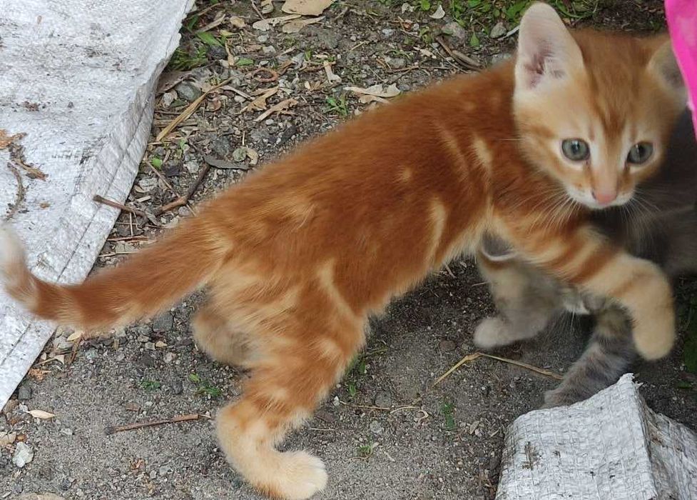 Котята   ж м Фрунзенский